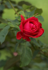 fresh scarlet rose