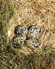 killder nest
