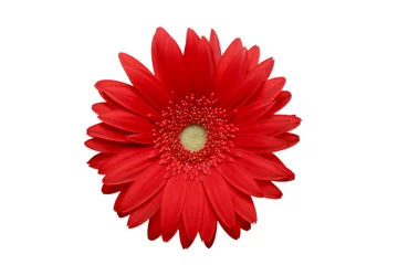 Papier Peint photo Lavable Gerbera red daisy isolated