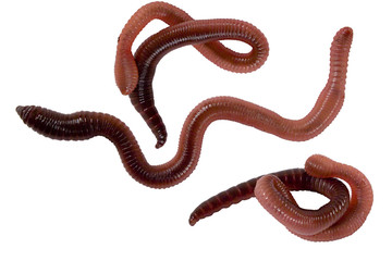 worms