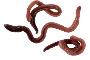 Fotobehang worms © Dusty Cline