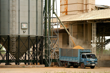 rice industry