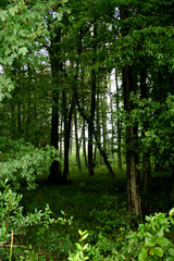 wald in deutschland
