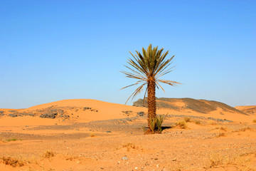 un palmier dans le désert