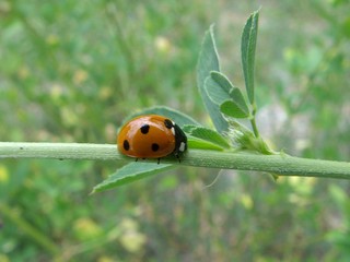 coccinelle