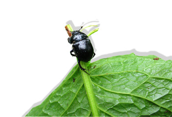      black beetle on the leaf