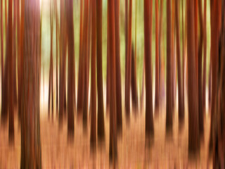 abstract woods