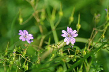 Fototapeta premium storchschnabel #1