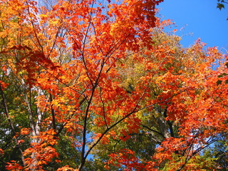 fall foliage red sugar maple