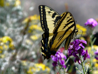 butterfly in the field of flowers