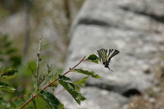 segelfalter