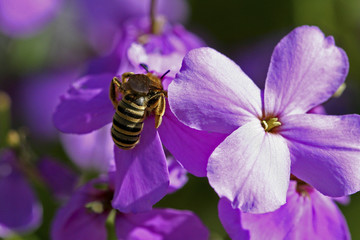 abeille domestique.