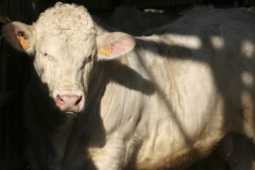 portrait de taurillon.