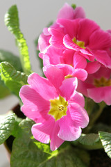 primula