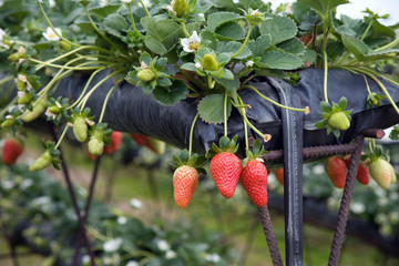 fresas0047