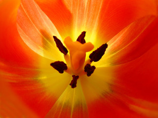 closeup of a tulip