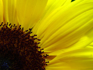 bright sunflower