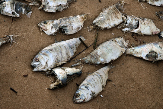 Dead Fish On A Beach