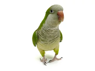 Fotobehang Papegaai quaker papegaai geïsoleerd op wit