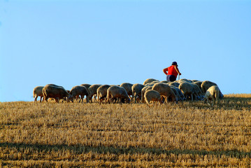 Obraz premium schafhirte mit herde