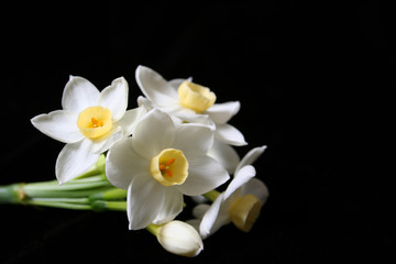 Fototapeta na wymiar wiosenne kwiaty