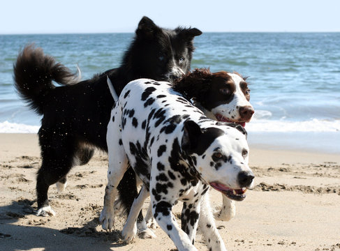 3 Dogs Running On The Beach