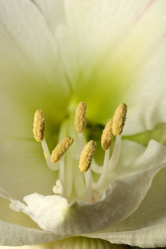 close up of amaryllis flower