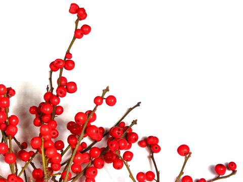 Red Christmas Berries On White 1