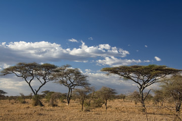 africa landscape 023 serengeti - obrazy, fototapety, plakaty