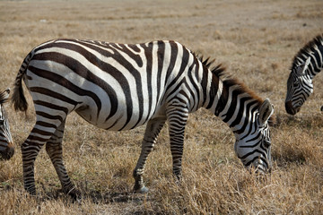 Fototapeta na wymiar animals 062 zebra