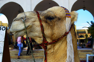 camel in the market