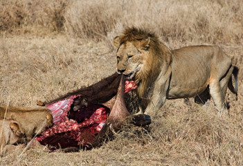 animals 044 lion