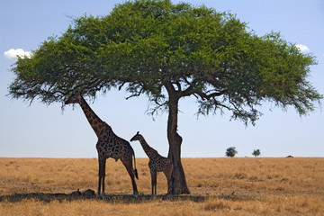Fototapeta premium animals 049 giraffe