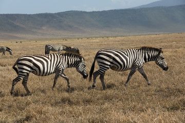Fototapeta na wymiar animals 063 zebra
