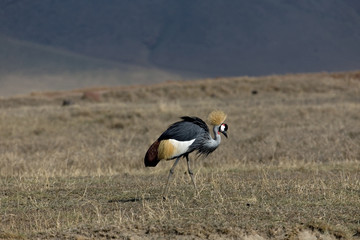 animals 067 grey crowned crane