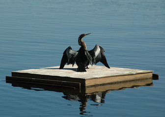 bird wings drying