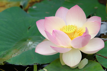 fleur sacrée de lotus