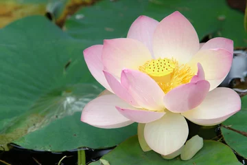 Fotobehang Lotusbloem heilige lotusbloem