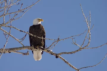 Aluminium Prints Eagle bald eagle profile
