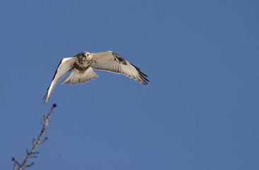 rough legged hawk in flight