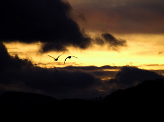 Naklejka premium two canada geese in flight