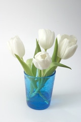 white tulips in blue glass