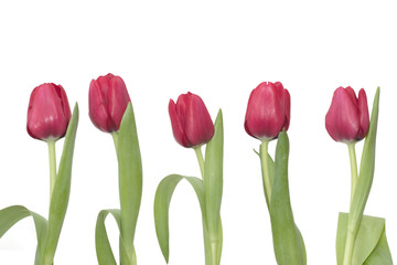 5 red tulips