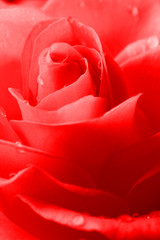 red rose