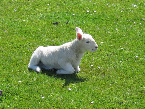 lamb having a rest