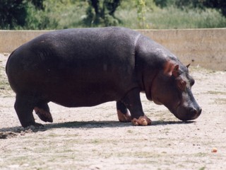 hippopotame