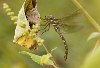 dragonfly flutter