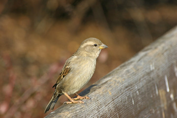 moineau sur un banc publique.