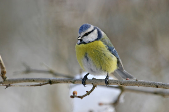 mesange bleue