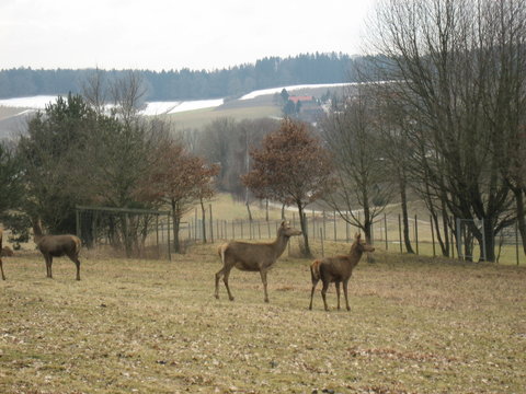 rotwild